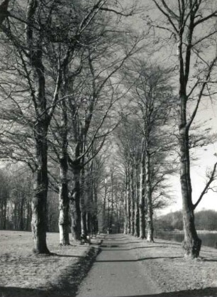 Machern. Schlosspark (1760 begonnen, 1782/1799, E. W. Glasewald). Alle am Schwemmteich bei Henriettes Ruh'