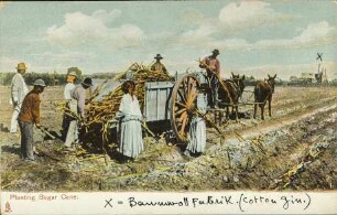 Planting Sugar Cane.