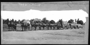 Kings County, Kalifornien. Hauling Wheat from Tulare Lake Country