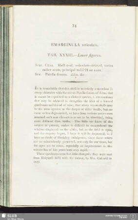 Emarginula reticulata. Tab. XXXIII. - Lower figures
