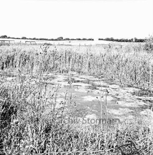 Feuerlöschteich mit Schilf und Pflanzenbewuchs: hinten Knicklandschaft