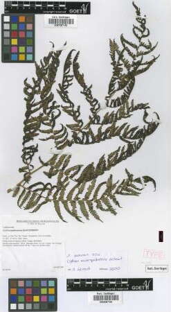 Cyathea austropallescens Lehnert [paratype]