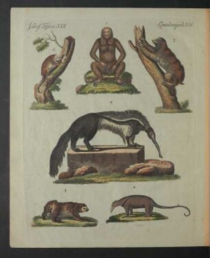 Tafel: Vierf. Thiere. XVI.