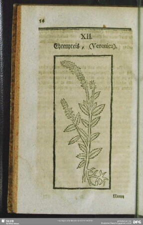 XII. Ehrenpreis, (Veronica)