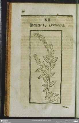 XII. Ehrenpreis, (Veronica)
