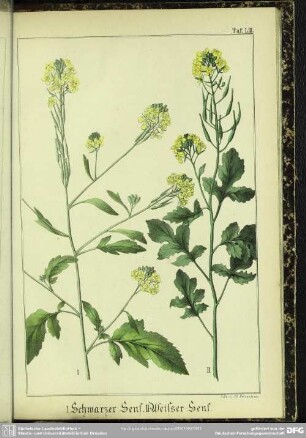 I. Schwarzer Senf. II. Weisser Senf