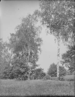 Auenlandschaft : Auenlandschaft in der Leipziger Tieflandsbucht.
