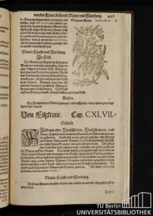 Cap. CXLVII. Von Filzkraut.