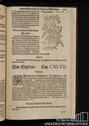 Cap. CXLVII. Von Filzkraut.