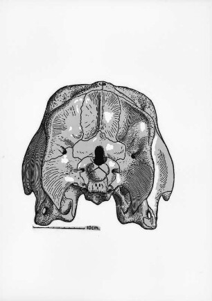 Tierschädel (Sammlung Richard Wegner 1869/1931)