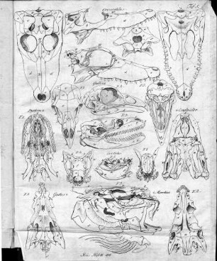 Tafel 5 : zur Isis Heft II. 1818