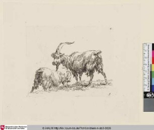 [Zwei stehende Ziegen, einander zugewandt; The Set of the Goats, 5; Une chèvre vue de profil dirgeant ses pas vers la gauche où une autre chèvre [...] marche dans un creux vers la adroite du fond]