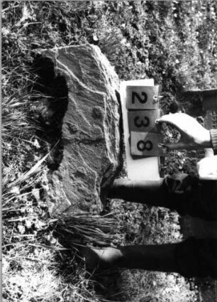 Grabstein 238 (Index: 99791921) Zustand: Fragment Besonderheit: kein Formblatt vorhanden: Grabstein 238