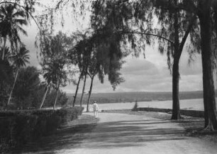 Straße am Meer : Straße mit Bäumen gesäumt am Meer