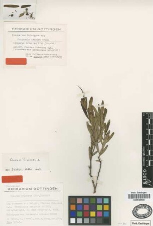 Cubincola trimera Urb. [holotype]