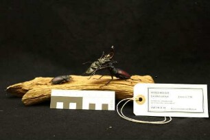 Lucanus cervus