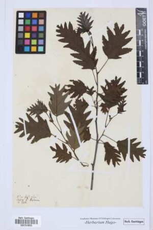 Alnus