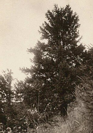 Erzgebirge. Eibe am Hang des Müglitztales bei Niederschlottwitz
