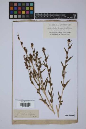 Chenopodium scoparia L.