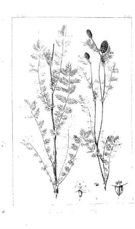 Eryngium diffusum, Torr.