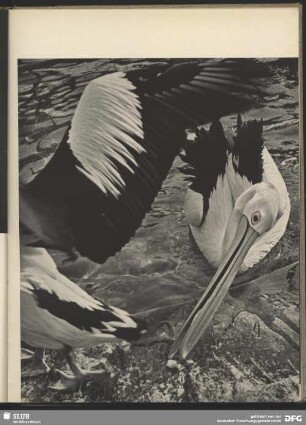 Pelicans