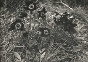 Sachsen. Kuhschelle (Pulsatilla vulgaris Mill.) Wachtelberg bei Wurzen