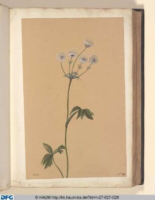 Astrantia major corona floris purpur acente.
