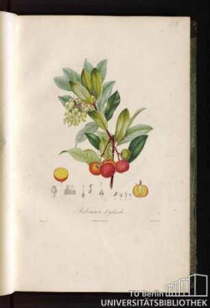 Pl. X. Arbusier d'Irlande.