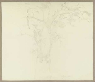 Baum