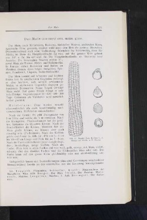 Der Mais (zea mays) corn, maize, grano.