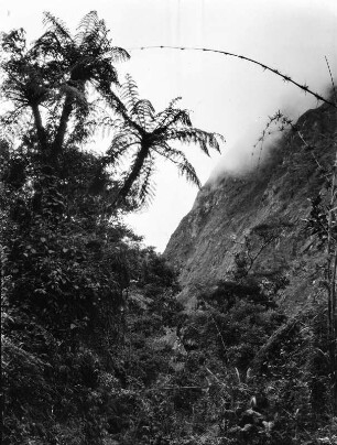 Nebelwald vor einem Steilhang : In Wolken gehüllter Nebelwald mit Baumfarnen und Chusqueapflanzen vor einem Steilhang bei Challana