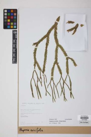 Phlegmariurus ericifolius (C. Presl) B. &Oslash;llg.