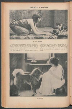 Perros y gatos