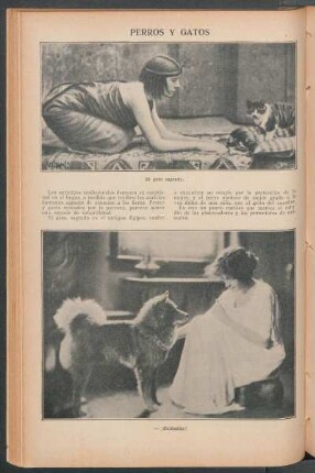 Perros y gatos