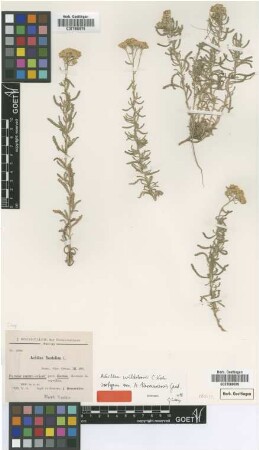 Achillea santolina L.