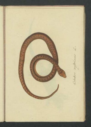 Coluber austriacus L.