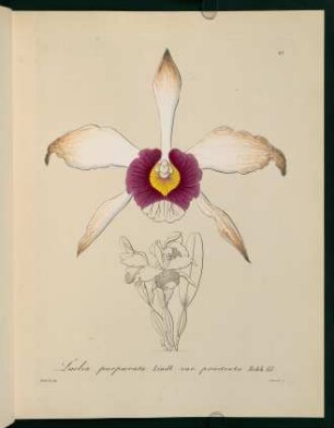 61r-61v, Laelia purpurata Lindl.