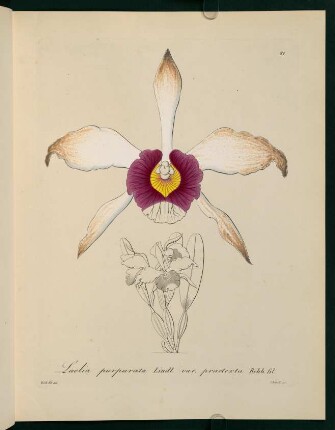 61r-61v, Laelia purpurata Lindl.