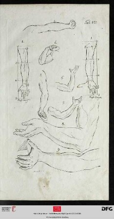 Taf. VII Der Arm [(Proportionen; div. Ansichten)]