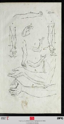 Taf. VII Der Arm [(Proportionen; div. Ansichten)]