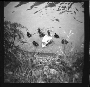 Enten schwimmen im Neckar