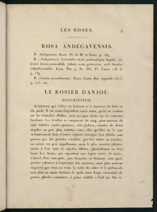 9-10, Rosa Andegavensis. Le Rosier d'Anjou.