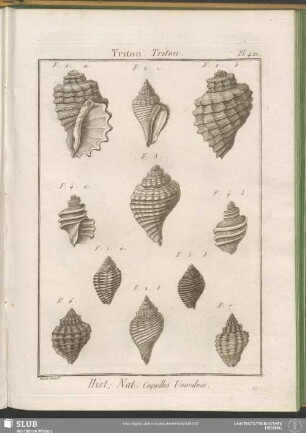 Pl. 422. Triton. Triton