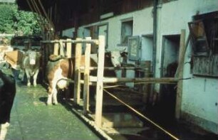 Fotografie: Liegeboxenlaufstall, Liegebox, Milchviehhaltung