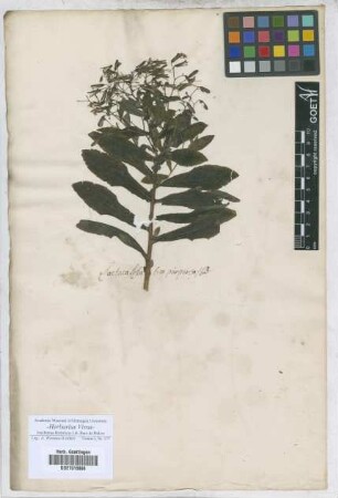 Lactuca