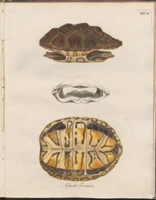 Tab. XV: Testudo Terrapin
