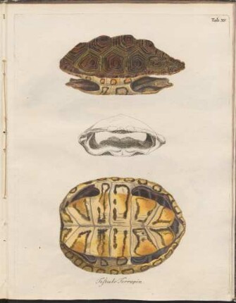 Tab. XV: Testudo Terrapin