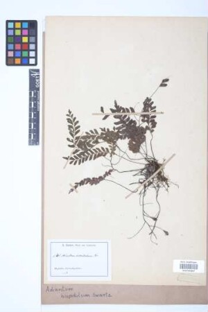 Adiantum hispidulum Sw.