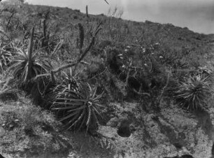 Trockenvegetation : Trockenvegetation im La Paz Tal.