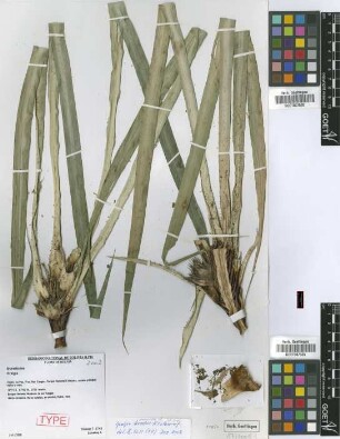 Greigia marioae B.Will, T.Krömer, M.Kessler, D.N.Karger & H.Luther [paratype]